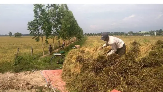 အခုလို စပါးရိတ်သိမ်းတဲ့ ရာသီချိန်မှာ ရာသီဥတုသာယာစေဖို့လည်း စပါးစိုက်တောင်သူတွေက ဆန္ဒရှိနေကြပါတယ်။