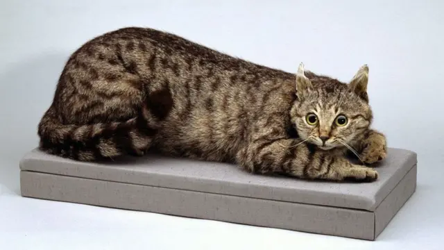 севастопольский Том