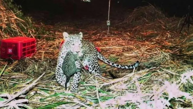 చిరుత పులి