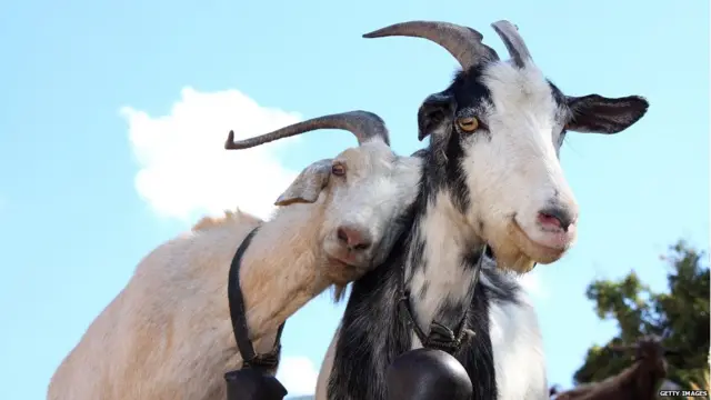 ਬੱਕਰੀਆਂ