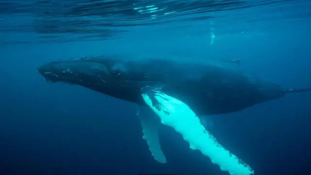 الحوت الأحدب في المياه