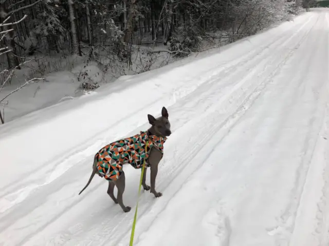 Барса в снегу
