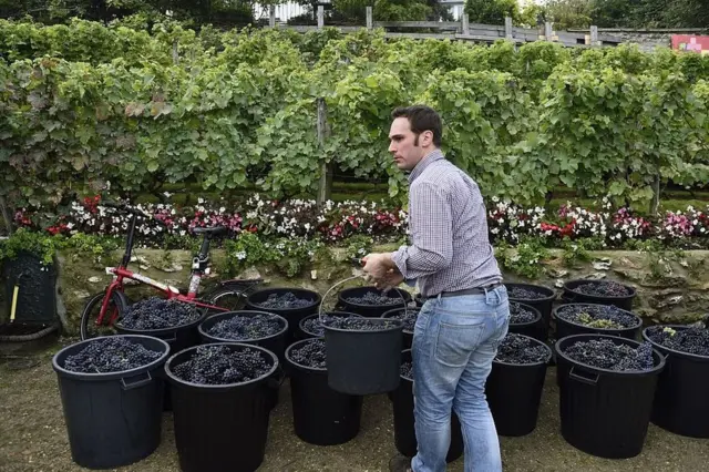 Kebun anggur di Paris