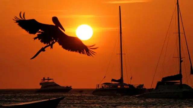 Un ave sobre el atardecer