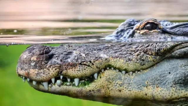 Crocodilo na água