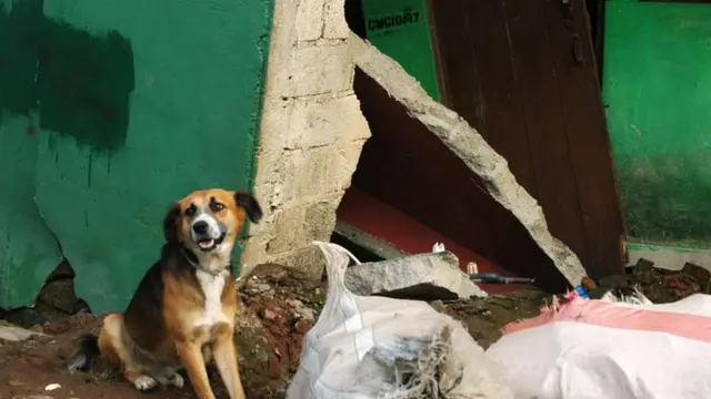 காவலுக்கு நாய்