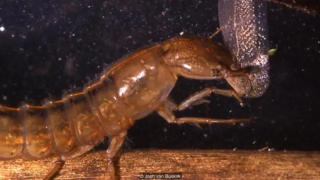 A water beetle (Dytiscus sp.) targets a tadpole (Credit: Josh van Buskirk)