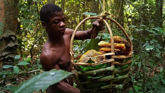 मधुमक्खी, शहद पालन, दक्षिण अफ़्रीक़ा