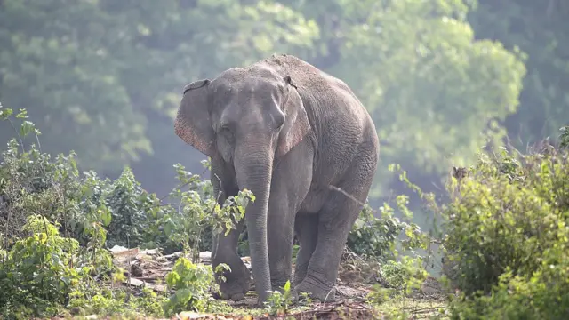 હાથીની પ્રતીકાત્મક તસવીર