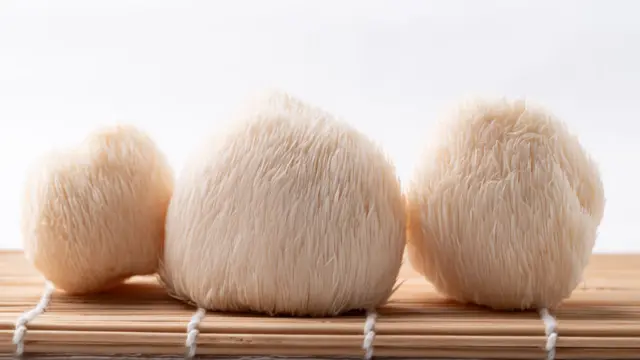 yan yana dizilmiş ponponlara benzeyen üç aslan yelesi mantarı