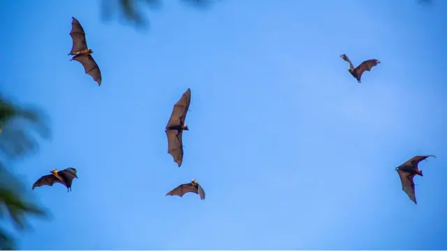 Des chauves-souris frugivores survolent le marché du matin de Battambang, l'un des nombreux endroits au Cambodge où les chauves-souris et les humains entrent quotidiennement en contact étroit