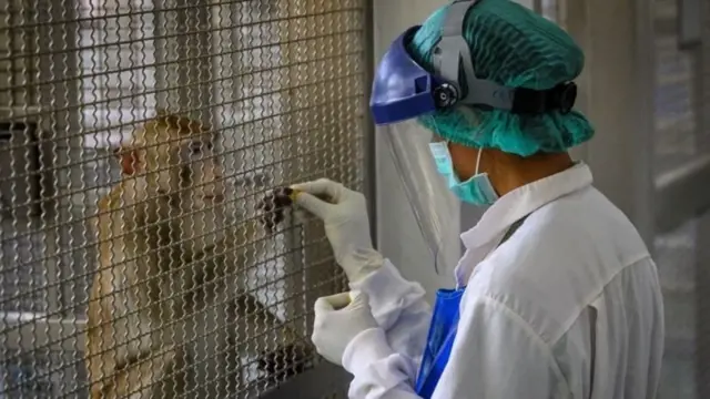 పరిశోధకులు, కోతులకు దగ్గర పని చేసేవారు ఈ వైరస్ బారిన పడే ప్రమాదం ఉంది.