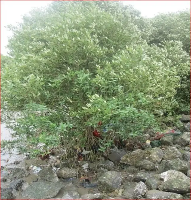 प्लॅस्टिक विघटन करणाऱ्या बुरशी