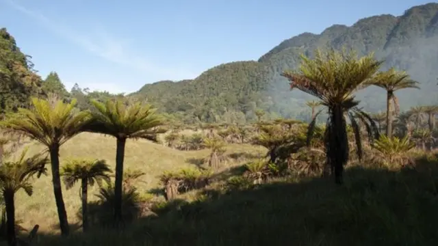 نیو گنی جزیرہ