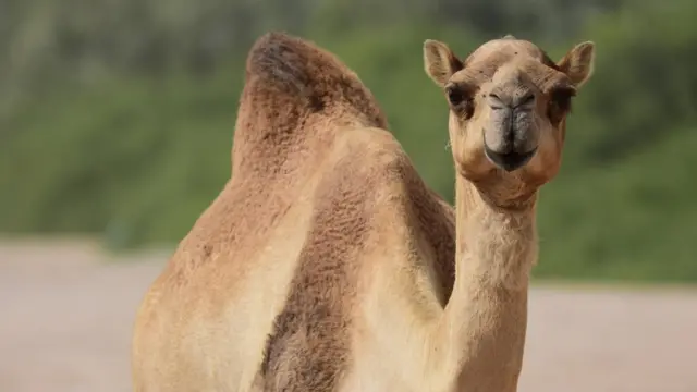 Joroba, uno de los muchos arabismos que hay en español.
