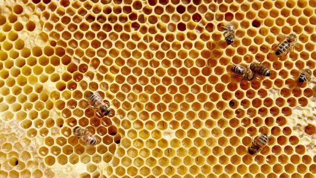 انسان‌های غار‌نشین برای چشیدن لذت شیرینی عسل با خطر نیش زنبور روبه‌رو می‌شدند