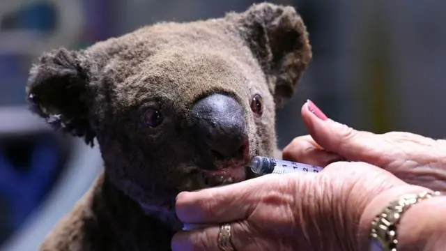 ஆஸ்திரேலியா காட்டுத்தீ: 50 கோடி விலங்குகள் உயிரிழந்ததா?