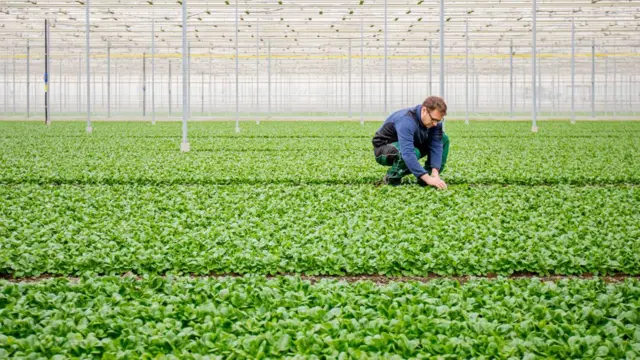 Plantação