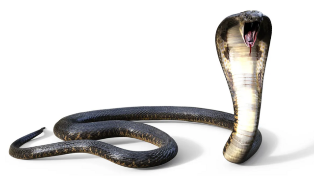 งูเห่าจีน (Chinese cobra) หรือที่มีชื่อวิทยาศาสตร์ว่า Naja atra