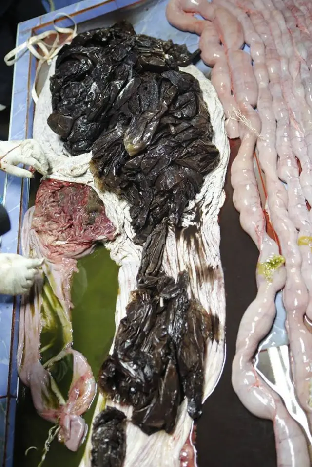 กระเพาะอาหารวาฬ