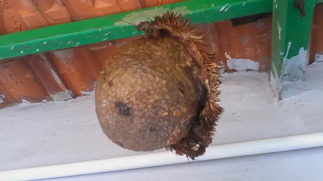 முள்ளெலி