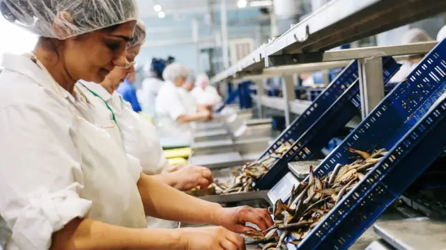 Сотрудницы рыбного завода перебирают шпроты