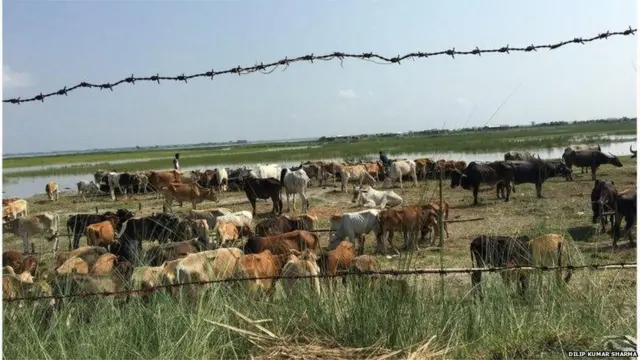 बांग्लादेशी सीमा पर जब्त मवेशी