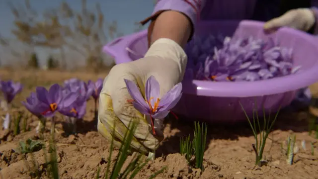 ดอกหญ้าฝรั่น