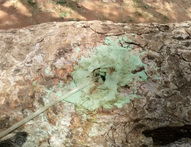 సెలైన్ బాటిల్ నుంచి చెట్టు కాండంలోకి చీడనివారణ మందును పంపేందుకు చేసిన ఏర్పాటు