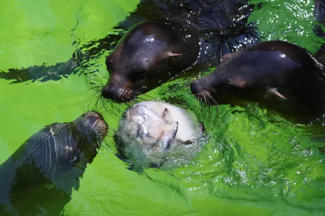 Sea lions eat frozen fish during a hot weather in Berlin Zoo, Germany, July 19, 2022.
