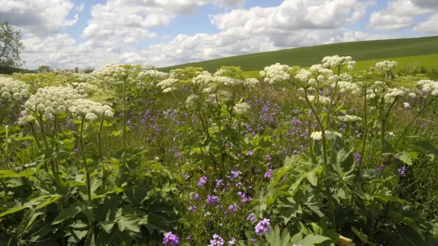 Заросли борщевика