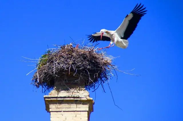 Un ave llega a un nido en lo alto de una chimenea