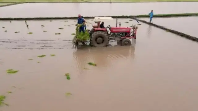 ਪਾਕਿਸਤਾਨੀ ਪੰਜਾਬ ਦੇ ਖੇਤ