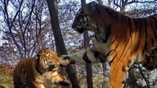 سائبیرین تیندوئے