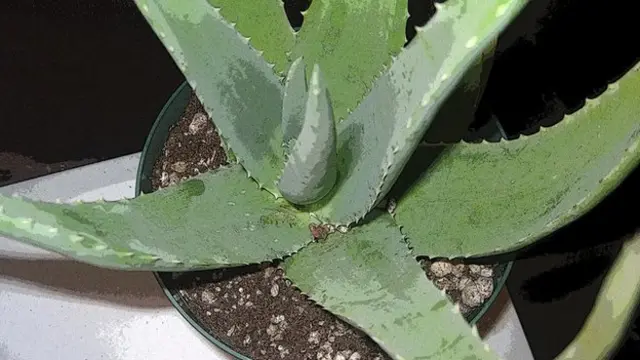 Aloe vera plant.