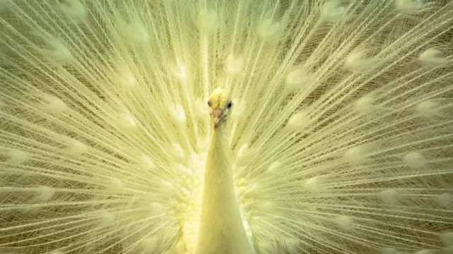 பிபிசி தமிழ் நேயர்களின் மெய்சிலிர்க்க வைக்கும் வன உயிரின படங்கள்