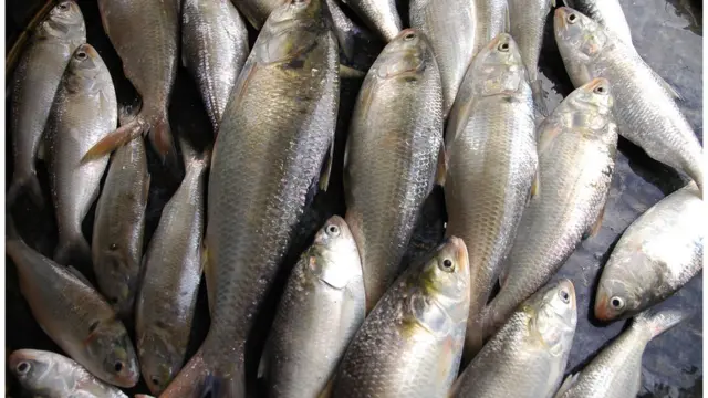 ইলিশ।