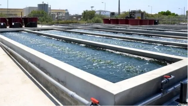 समुद्री शैवाल