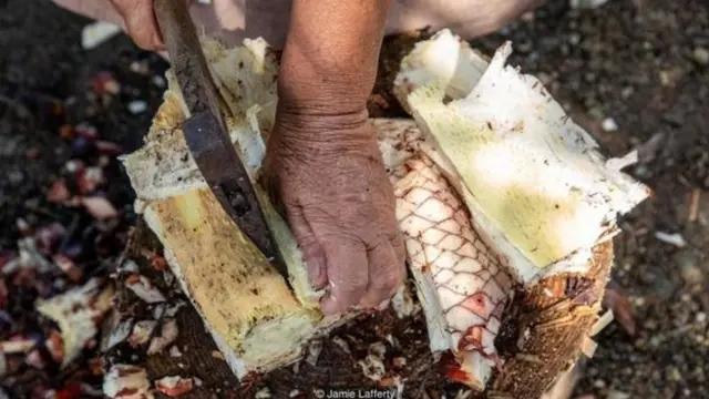 एक पौधे ने कैसे एक जापानी द्वीप को बचाया?