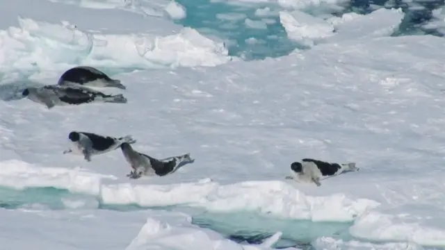 صيد حيوانات الفقمة في النرويج يواجه خطر الاندثار