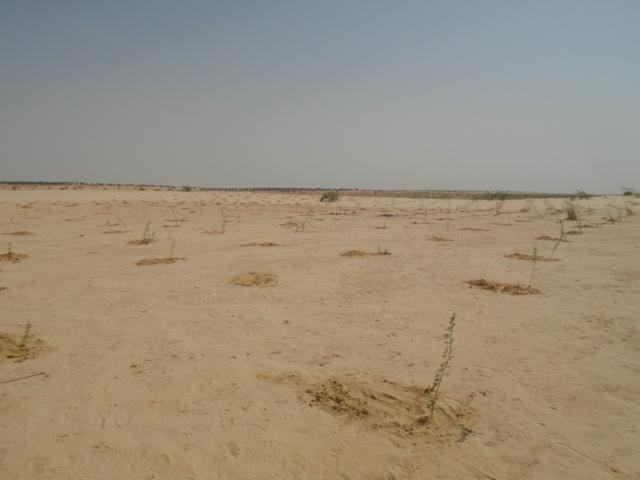 Fixation de petites plantes le long d'un sol
