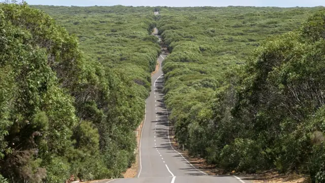 Flinders Chase Ulusal Park'ının zengin bitki örtüsüyle ünlü bir yolu yangınlardan önce böyleydi.