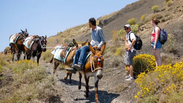 Ослов заставляют подниматься по крутым холмам