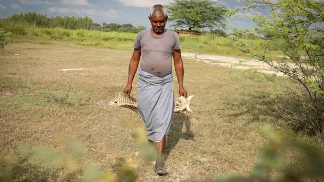 हड्डियां