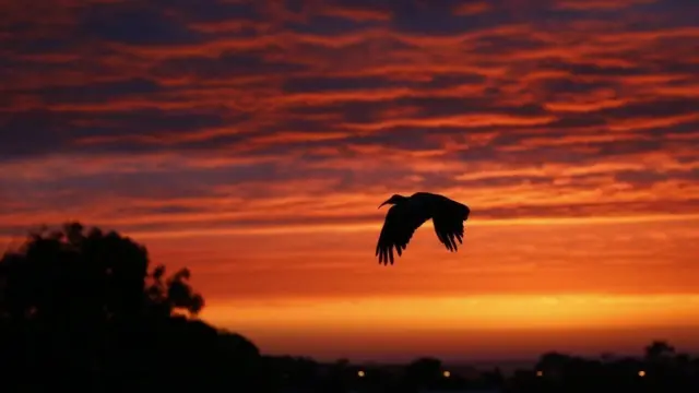 अफ्रिकी पक्षी इबिस