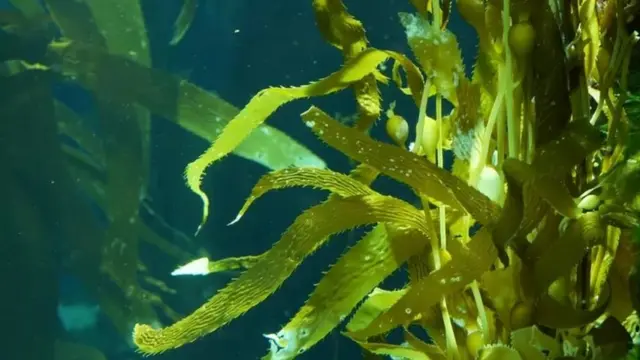 সি-উইড সাগর বা নদীর তলদেশে জন্মায়