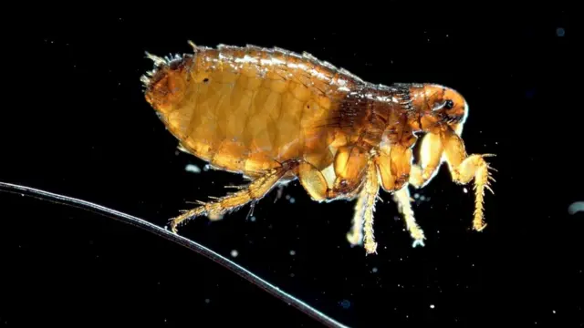 Блоха собачья (Ctenocephalides canis)