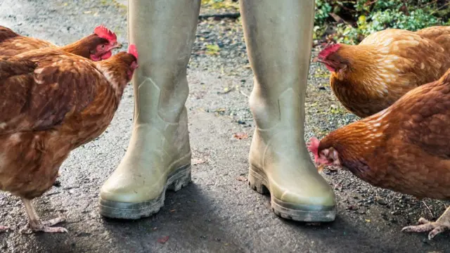Botas junto a gallinas