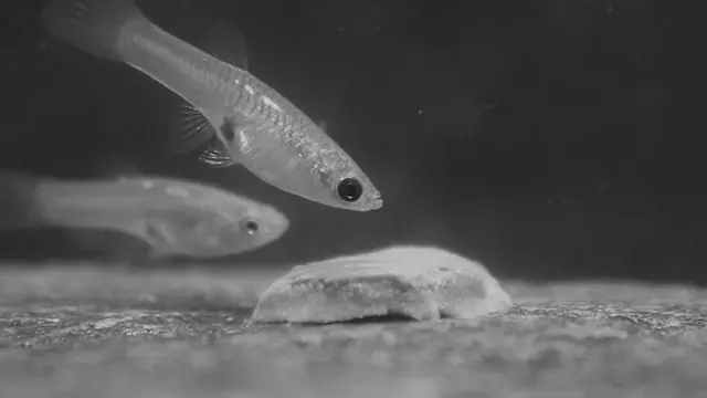 Guppy con los ojos negros