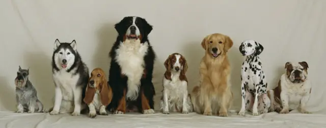 A line of dogs of different sizes
